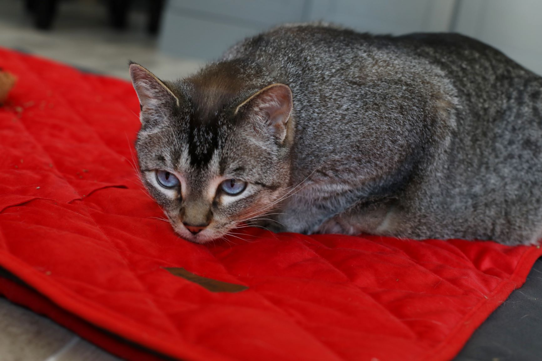 Velvet Cat Blanket