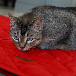 Red Velvet Cat Blanket